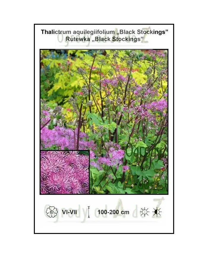 Thalictrum-aquilegiifolium-Black-Stockings.jpg