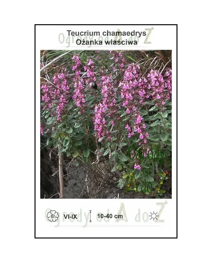Teucrium-chamaedrys.jpg