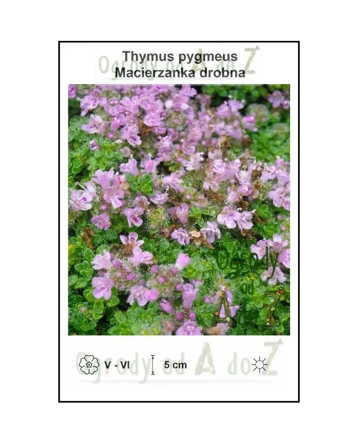 Thymus-pygmeus.jpg