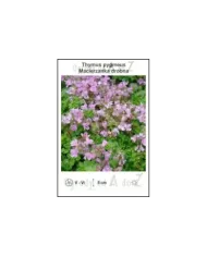 Thymus-pygmeus.jpg