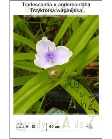 Tradescantia-x-andersoniana.jpg