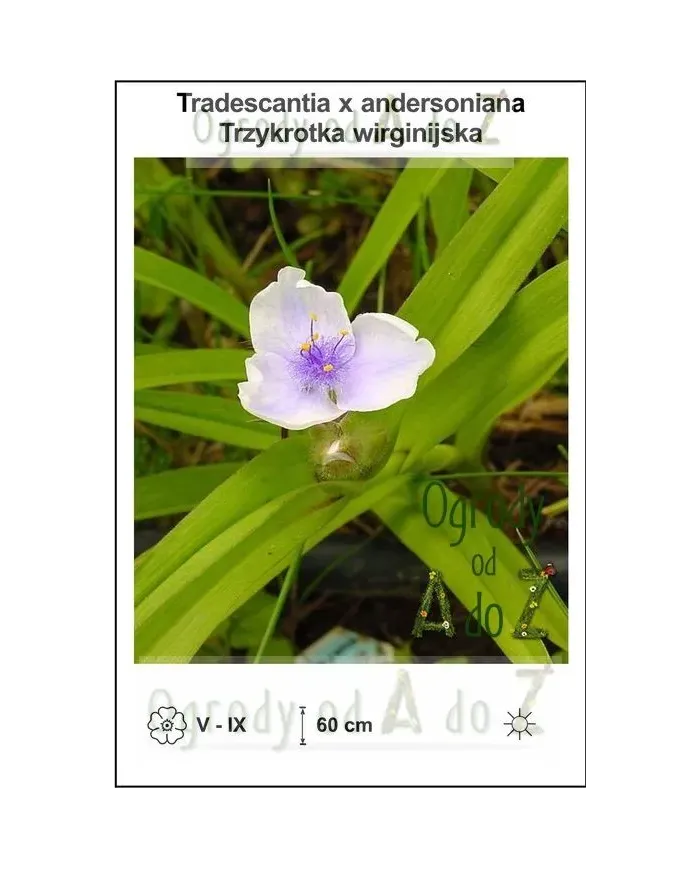 Tradescantia-x-andersoniana.jpg