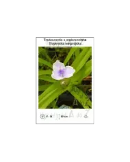 Tradescantia-x-andersoniana.jpg