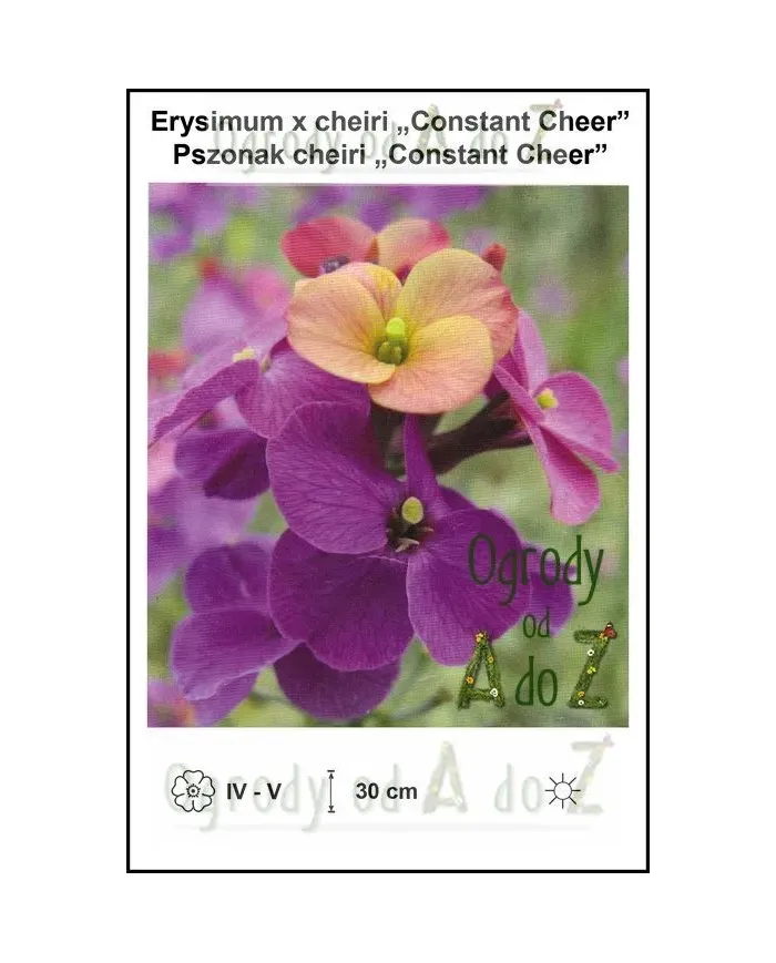 Erysimum-x-cheiri-Constant-Cheer.jpg Erysimum-x-cheiri-Constant-Cheer.jpg