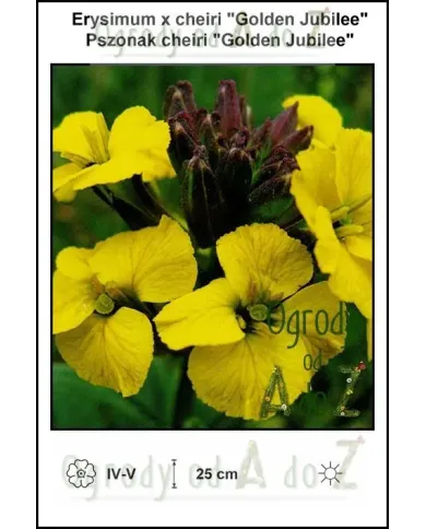 Erysimum-x-cheiri-Golden-Jubilee.jpg