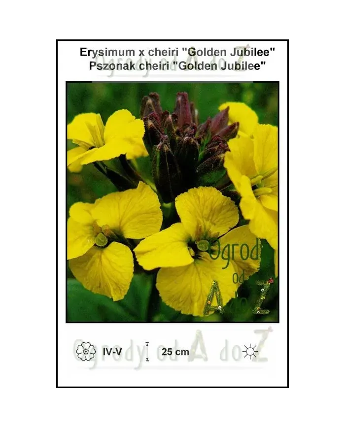 Erysimum-x-cheiri-Golden-Jubilee.jpg