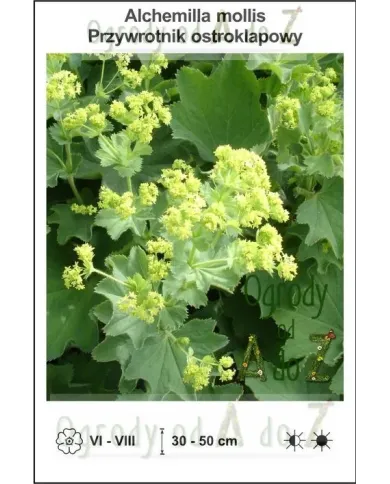 Alchemilla-mollis.jpg