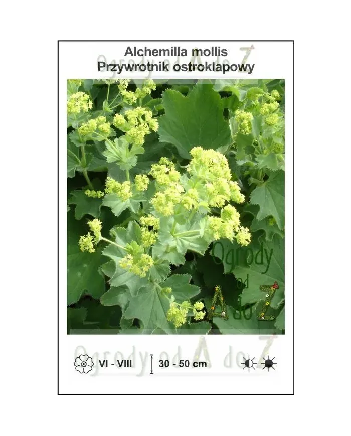 Alchemilla-mollis.jpg