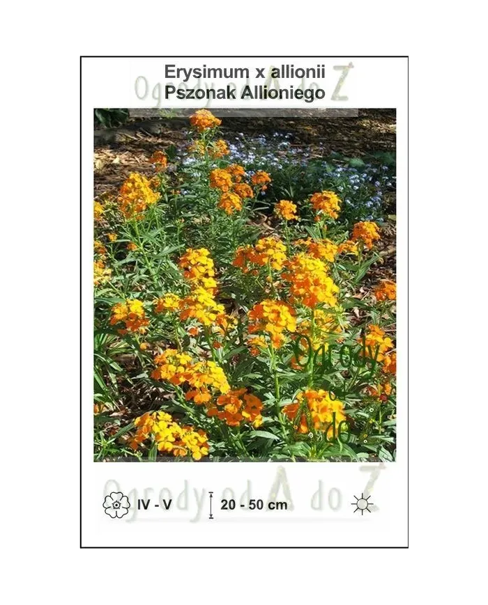 Erysimum-x-allionii.jpg Erysimum-x-allionii.jpg