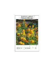 Erysimum-x-allionii.jpg Erysimum-x-allionii.jpg