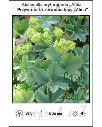 Alchemilla-erythropoda-Alma.jpg