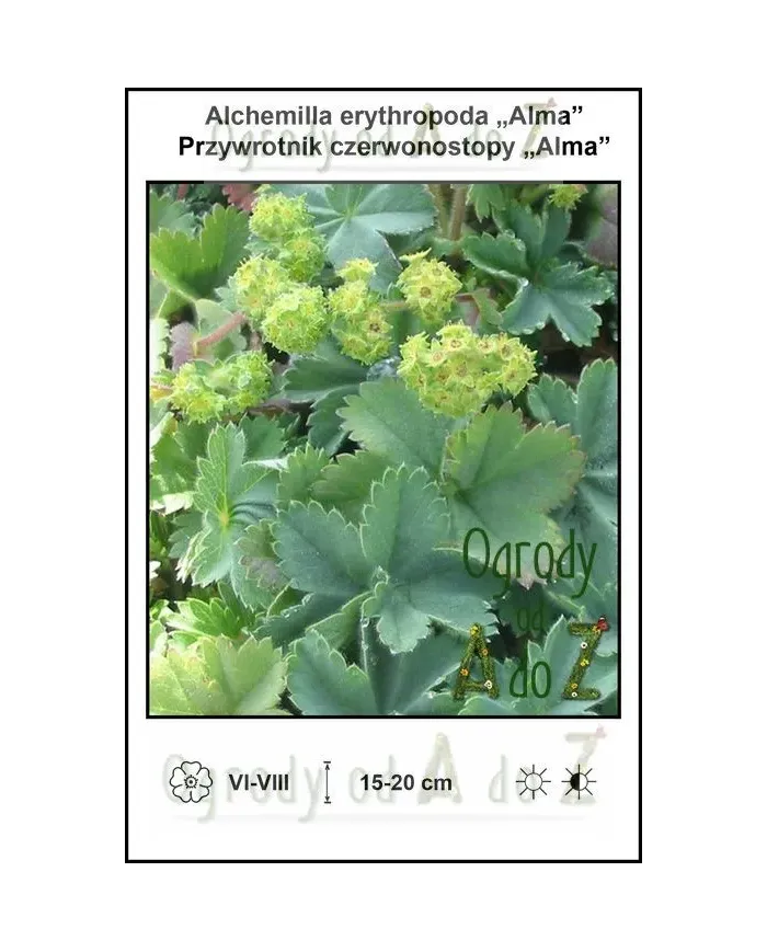 Alchemilla-erythropoda-Alma.jpg