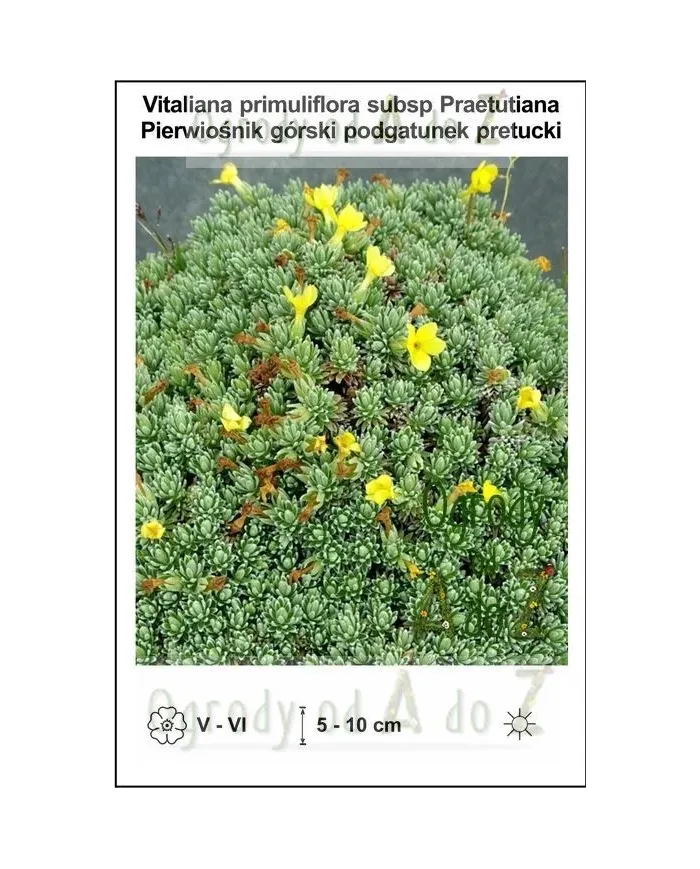 Vitaliana-primuliflora-subsp-Praetutiana.jpg Vitaliana-primuliflora-subsp-Praetutiana.jpg