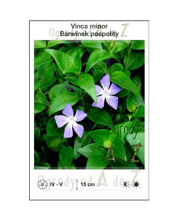 Vinca-minor.jpg