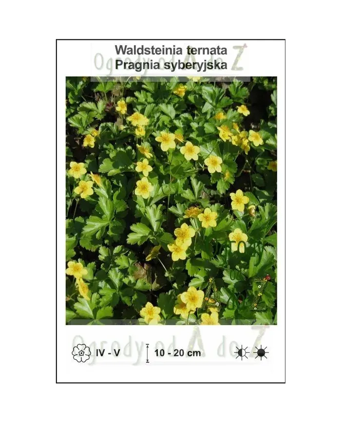 Waldsteinia-ternata.jpg