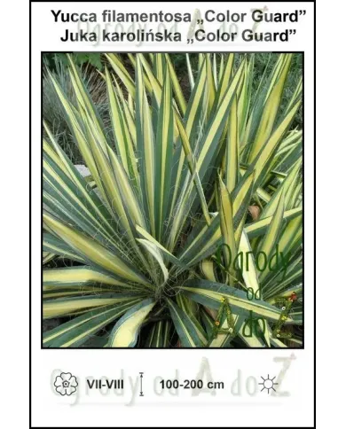 Yucca-filamentosa-Color-Guard.jpg