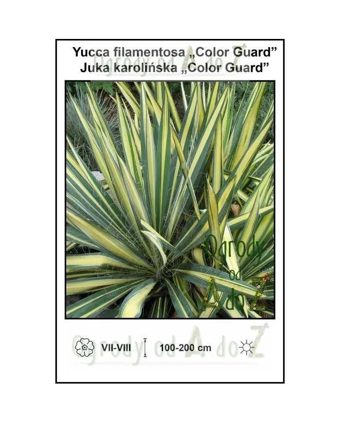 Yucca-filamentosa-Color-Guard.jpg