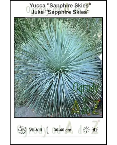 Yucca-Sapphire-Skies.jpg