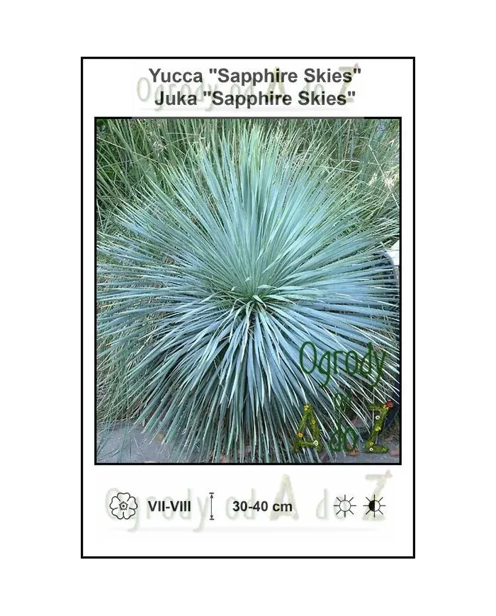 Yucca-Sapphire-Skies.jpg Yucca-Sapphire-Skies.jpg