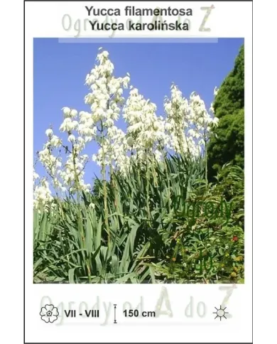 Yucca-filamentosa.jpg Yucca-filamentosa.jpg
