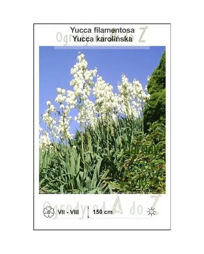 Yucca-filamentosa.jpg Yucca-filamentosa.jpg