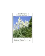 Yucca-filamentosa.jpg Yucca-filamentosa.jpg