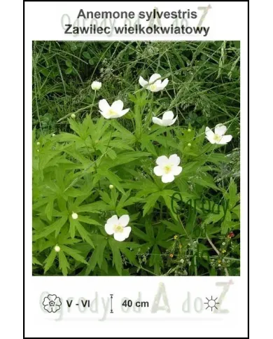 Anemone-sylvestris.jpg