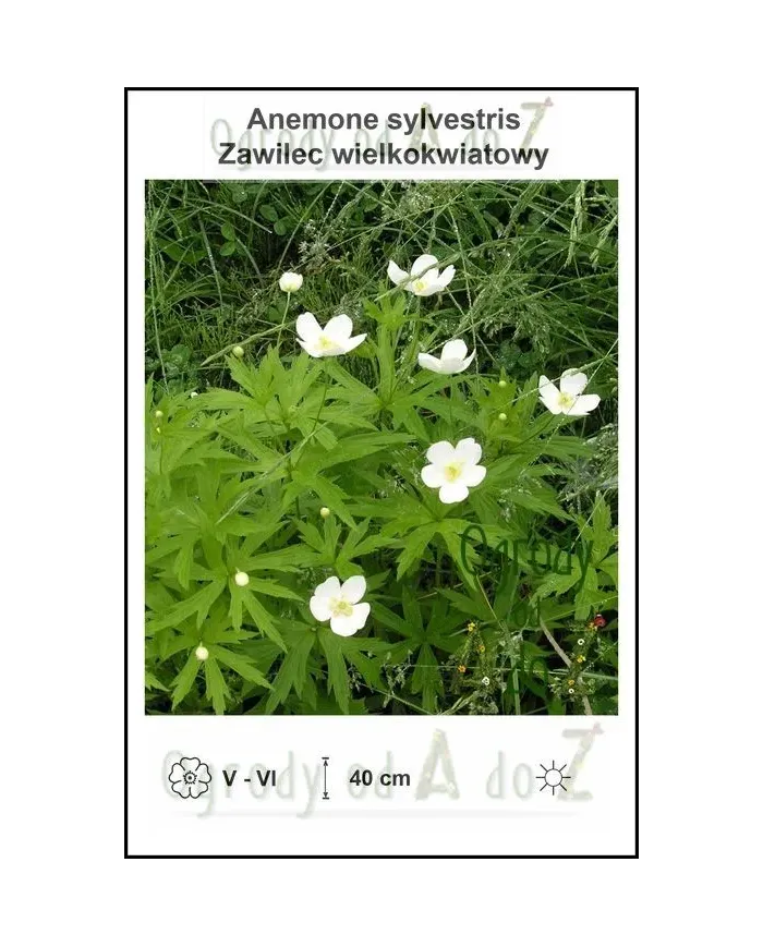 Anemone-sylvestris.jpg