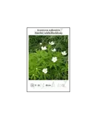 Anemone-sylvestris.jpg