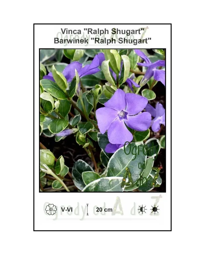 Vinca-Ralph-Shugart.jpg Vinca-Ralph-Shugart.jpg