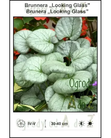 Brunnera-Looking-Glass.jpg Brunnera-Looking-Glass.jpg