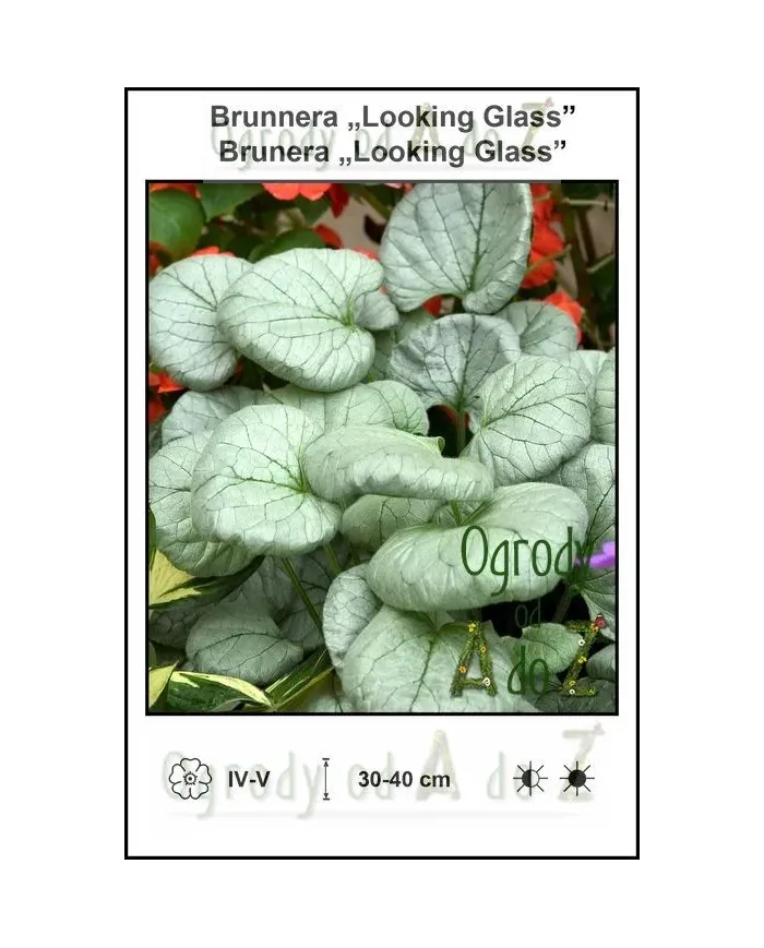 Brunnera-Looking-Glass.jpg