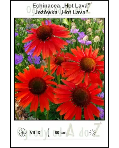 Echinacea-Hot-Lava.jpg Echinacea-Hot-Lava.jpg