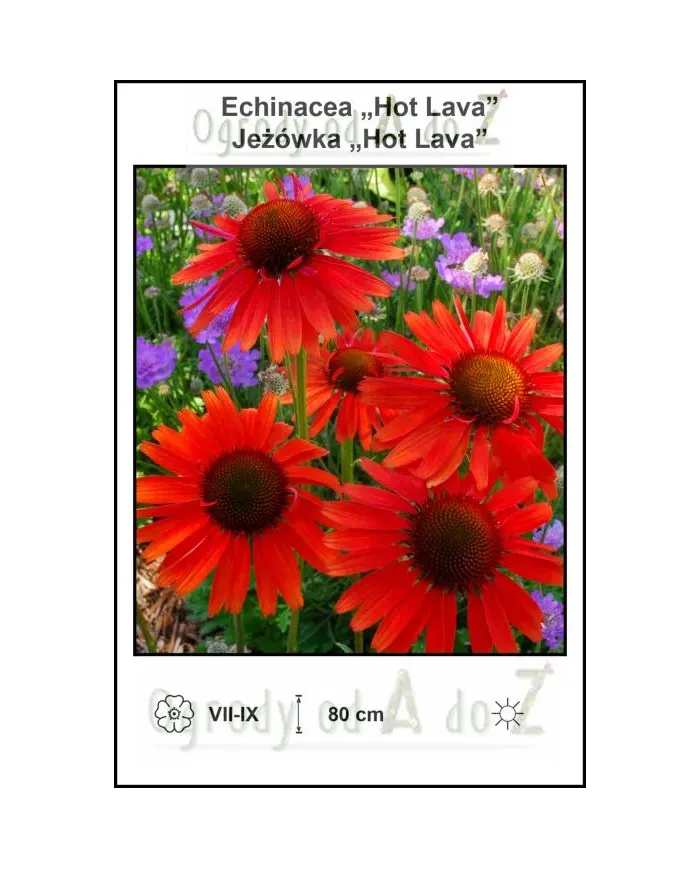 Echinacea-Hot-Lava.jpg Echinacea-Hot-Lava.jpg