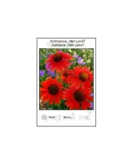 Echinacea-Hot-Lava.jpg Echinacea-Hot-Lava.jpg