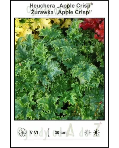 Heuchera-Apple-Crisp.jpg Heuchera-Apple-Crisp.jpg
