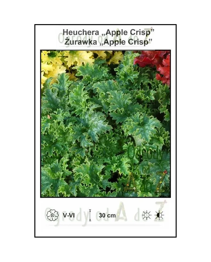 Heuchera-Apple-Crisp.jpg