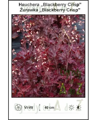 Heuchera-Blackberry-Crisp.jpg Heuchera-Blackberry-Crisp.jpg