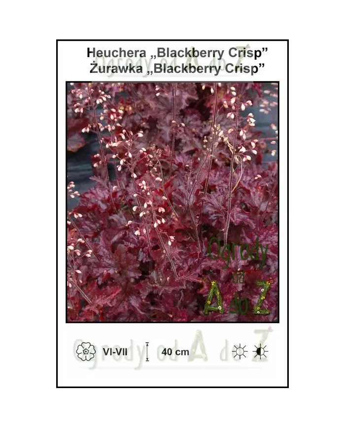 Heuchera-Blackberry-Crisp.jpg