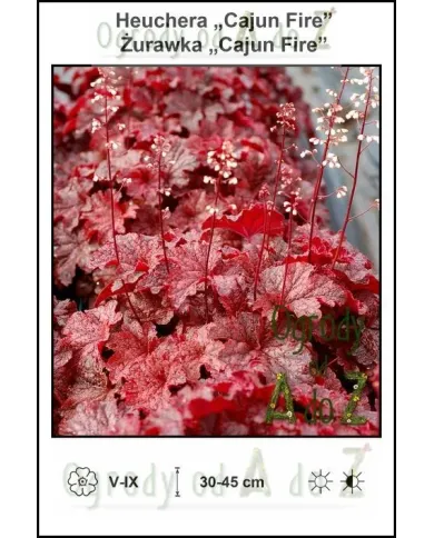 Heuchera-Cajun-Fire.jpg Heuchera-Cajun-Fire.jpg