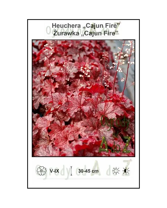 Heuchera-Cajun-Fire.jpg