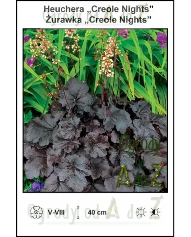 Heuchera-Creole-Nights.jpg Heuchera-Creole-Nights.jpg