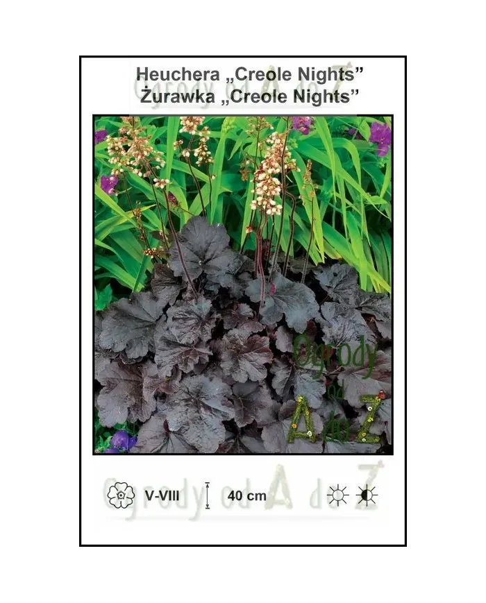 Heuchera-Creole-Nights.jpg