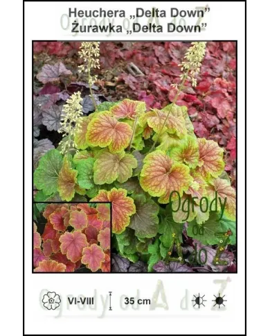 Heuchera-Delta-Down.jpg Heuchera-Delta-Down.jpg