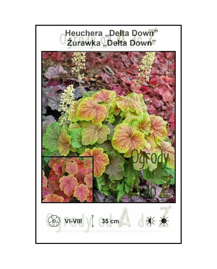 Heuchera-Delta-Down.jpg