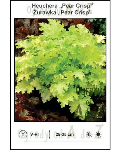Heuchera-Pear-Crisp.jpg Heuchera-Pear-Crisp.jpg