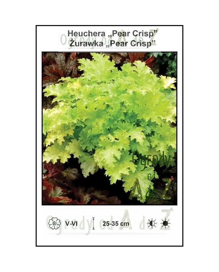 Heuchera-Pear-Crisp.jpg