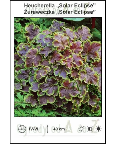 Heucherella-Solar-Eclipse.jpg Heucherella-Solar-Eclipse.jpg