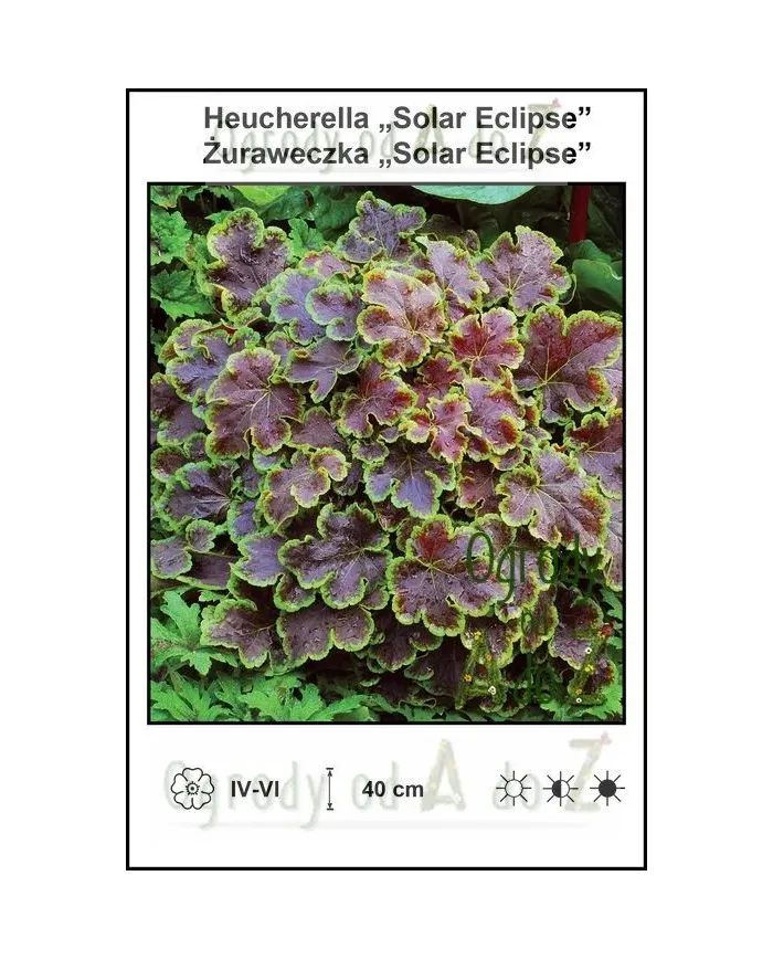 Heucherella-Solar-Eclipse.jpg