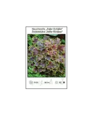 Heucherella-Solar-Eclipse.jpg